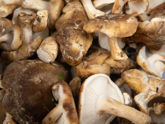 Frische BIO Shiitake Pilze aus dem Saarland