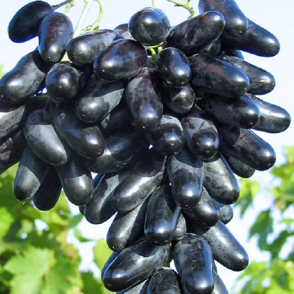 Traube blau Datteltraube pilzresistent