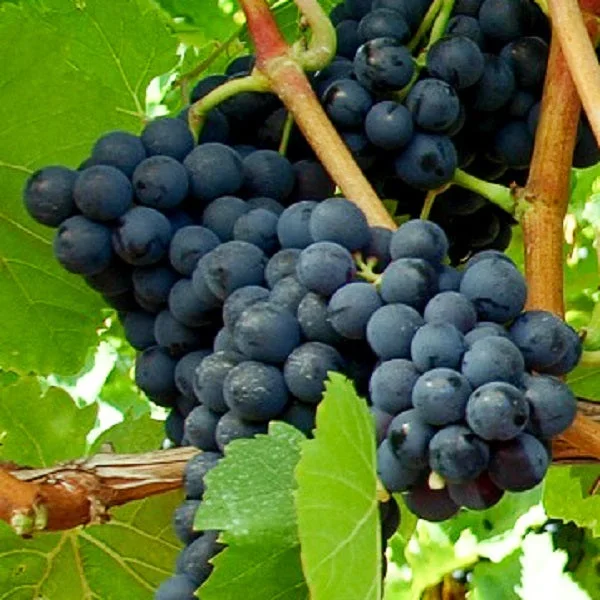 Weintraube blau Spätburgunder