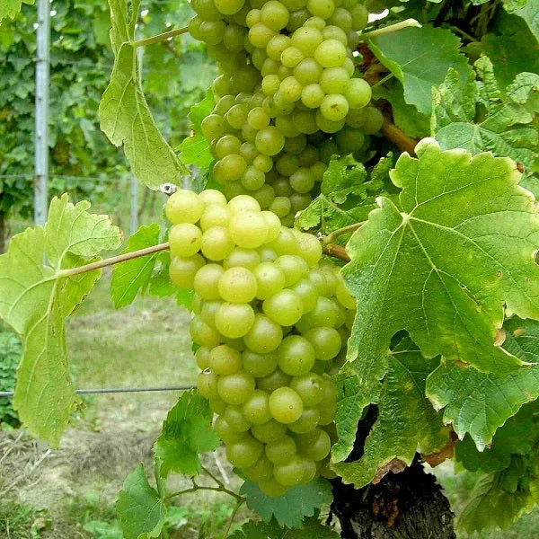 Weintraube gelb Morio Muskat